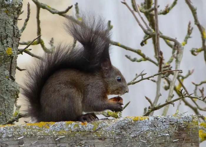 Cafe Und Ringer Πανσιόν Vilseck